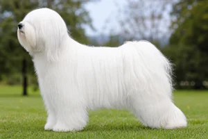 Tibetan Terrier — White coat