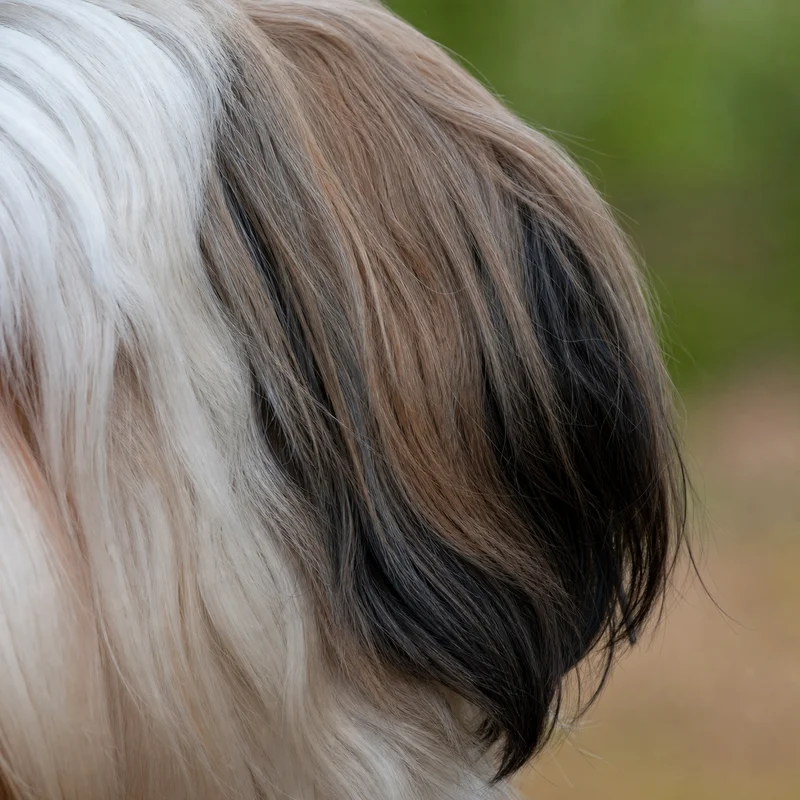 Tibetan Terrier — ears