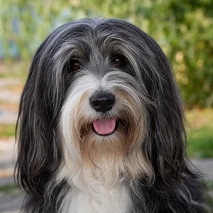 Tibetan Terrier — happy