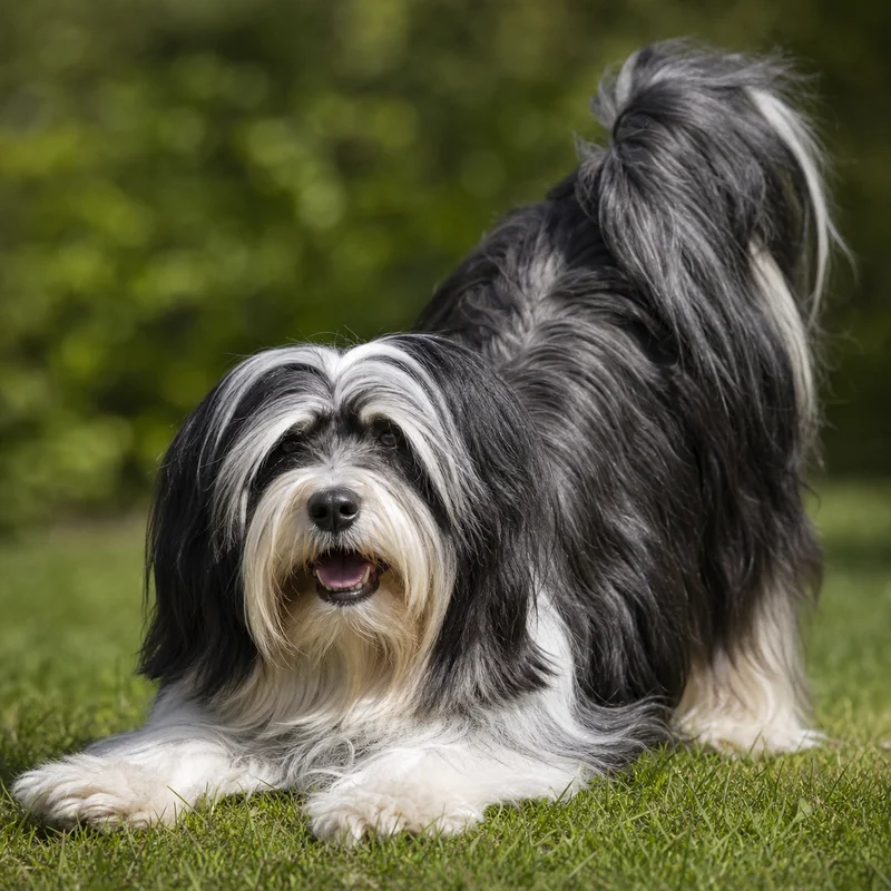 Tibetan Terrier — playful