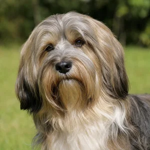 Tibetan Terrier — relaxed