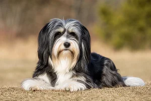 Tibetan Terrier — lying down