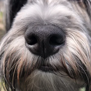 Tibetan Terrier — nose
