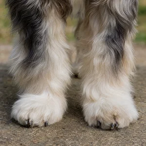 Tibetan Terrier — paws