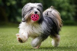 Tibetan Terrier — playing