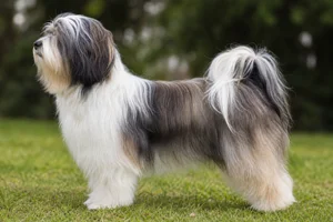Tibetan Terrier dog