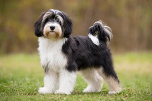Tibetan Terrier — puppy (~4 mo)