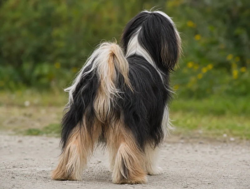 Tibetan Terrier — rear