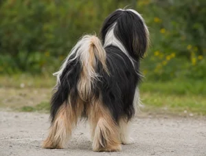 Tibetan Terrier — rear
