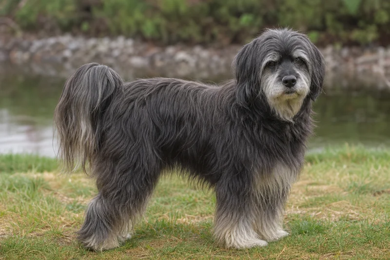 Tibetan Terrier — senior