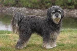 Tibetan Terrier — senior