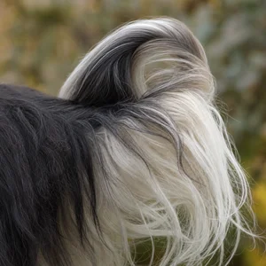 Tibetan Terrier — tail