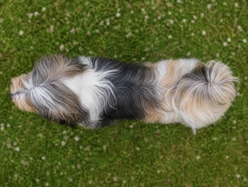 Tibetan Terrier — top