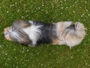 Tibetan Terrier — top