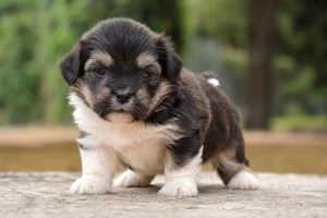 Tibetan Terrier — young puppy (~1 mo)