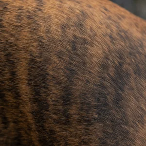 Tosa — coat texture