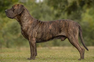 Tosa — Brindle coat