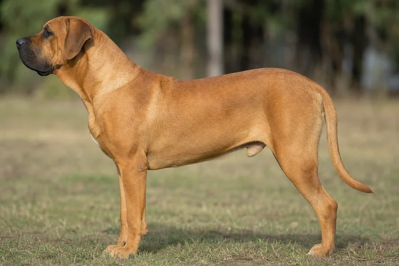 Tosa — Fawn coat