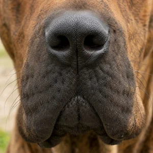 Tosa — nose