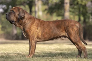 Tosa dog