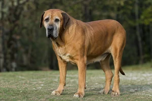 Tosa — senior