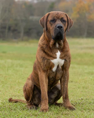 Tosa — sitting