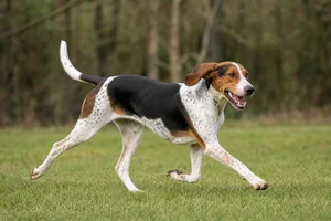 Treeing Walker Coonhound — running