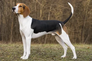 Treeing Walker Coonhound — adult