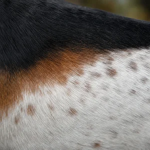 Treeing Walker Coonhound — coat texture