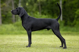 Treeing Walker Coonhound — black coat