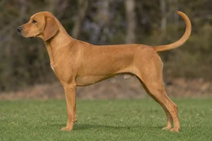 Treeing Walker Coonhound — tan) coat