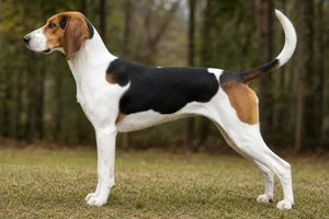 Treeing Walker Coonhound — Tricolor (white coat
