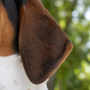Treeing Walker Coonhound — ears