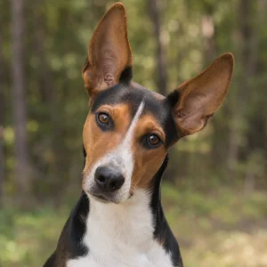 Treeing Walker Coonhound — alert