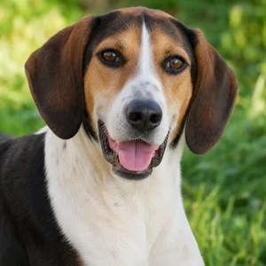 Treeing Walker Coonhound — happy
