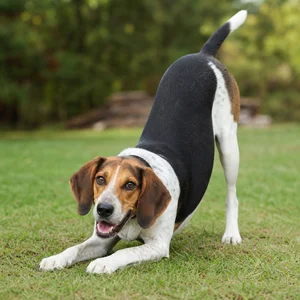 Treeing Walker Coonhound — playful
