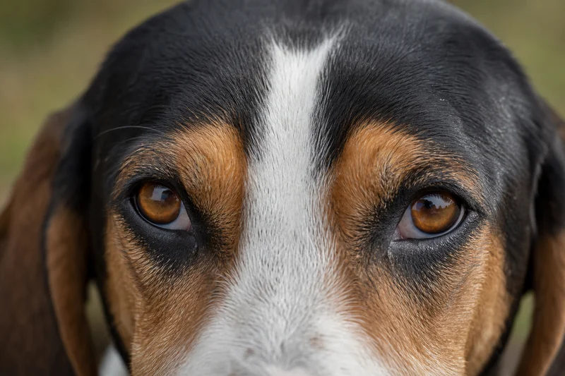 Treeing Walker Coonhound — eyes