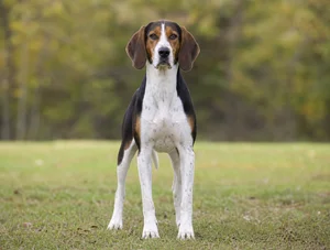 Treeing Walker Coonhound — front