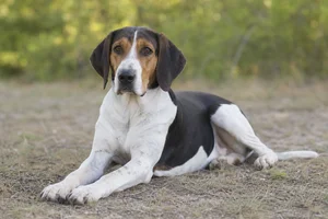 Treeing Walker Coonhound — lying down