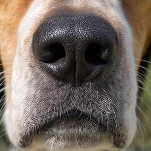 Treeing Walker Coonhound — nose