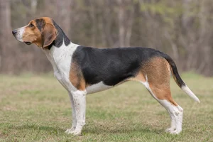 Treeing Walker Coonhound dog