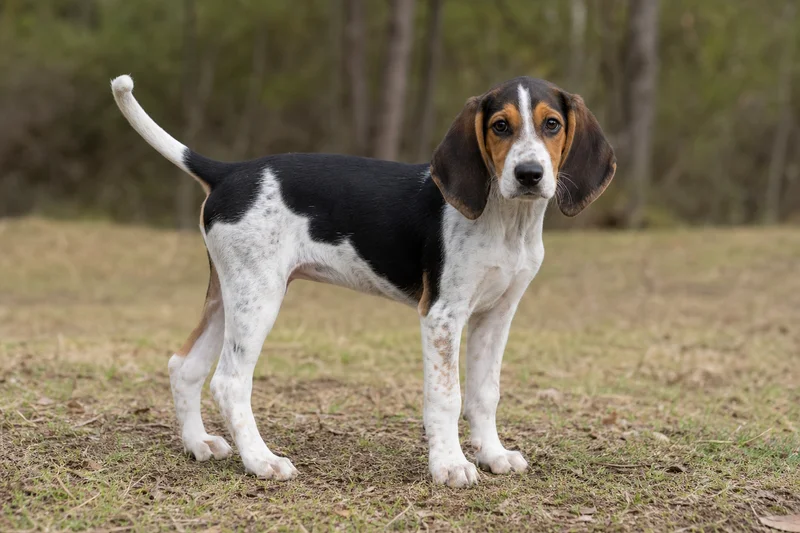 Treeing Walker Coonhound — puppy (~4 mo)