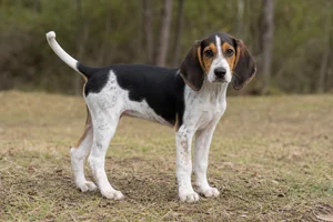 Treeing Walker Coonhound — puppy (~4 mo)