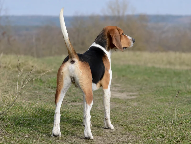 Treeing Walker Coonhound — rear