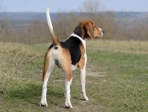 Treeing Walker Coonhound — rear
