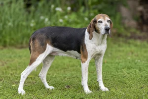 Treeing Walker Coonhound — senior