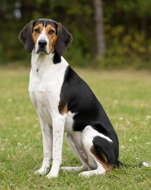 Treeing Walker Coonhound — sitting