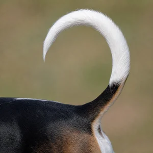 Treeing Walker Coonhound — tail
