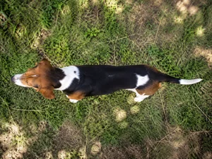 Treeing Walker Coonhound — top