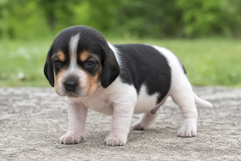 Treeing Walker Coonhound — young puppy (~1 mo)